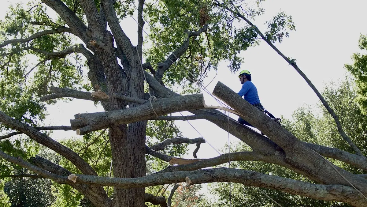 Professional Hazardous Tree Removal performed by certified arborists in Atlanta